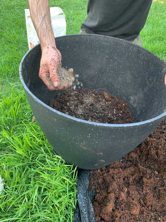 Adding slow release fertilser to the fruit tree in a pot