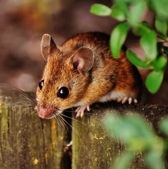 Building the tipping ramp mouse trap