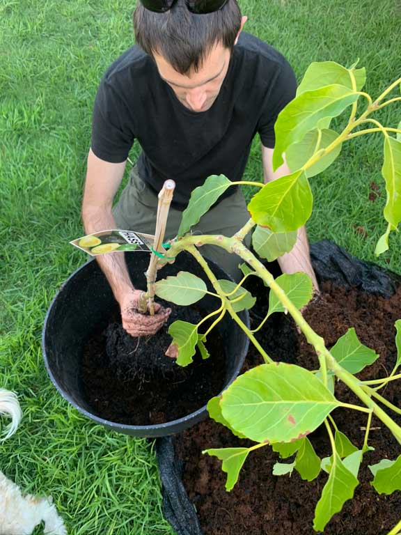 Putting your fruit tree in a pot