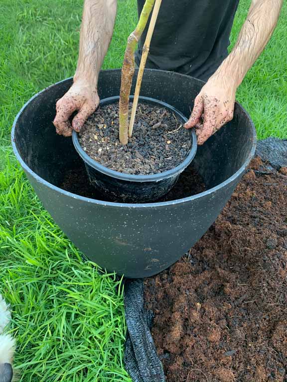 Test fitting your fruit tree into the pot