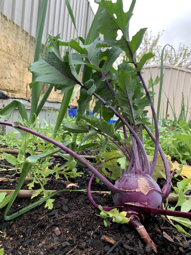 Kohlrabi bulb