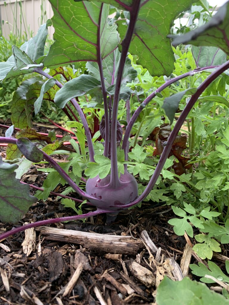 Kohlrabi bulb ready to be harvested