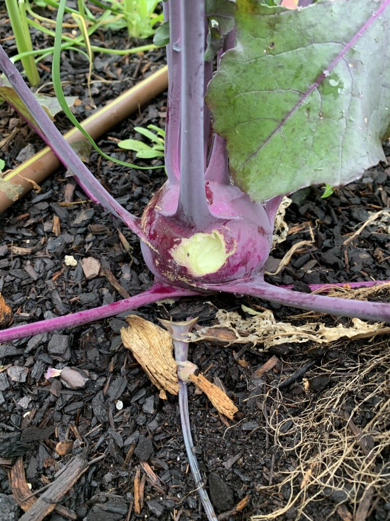 Rats love kohlrabi too