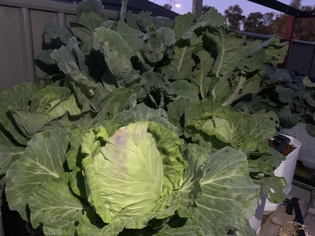Copenhagen Cabbage nearly ready for harvest