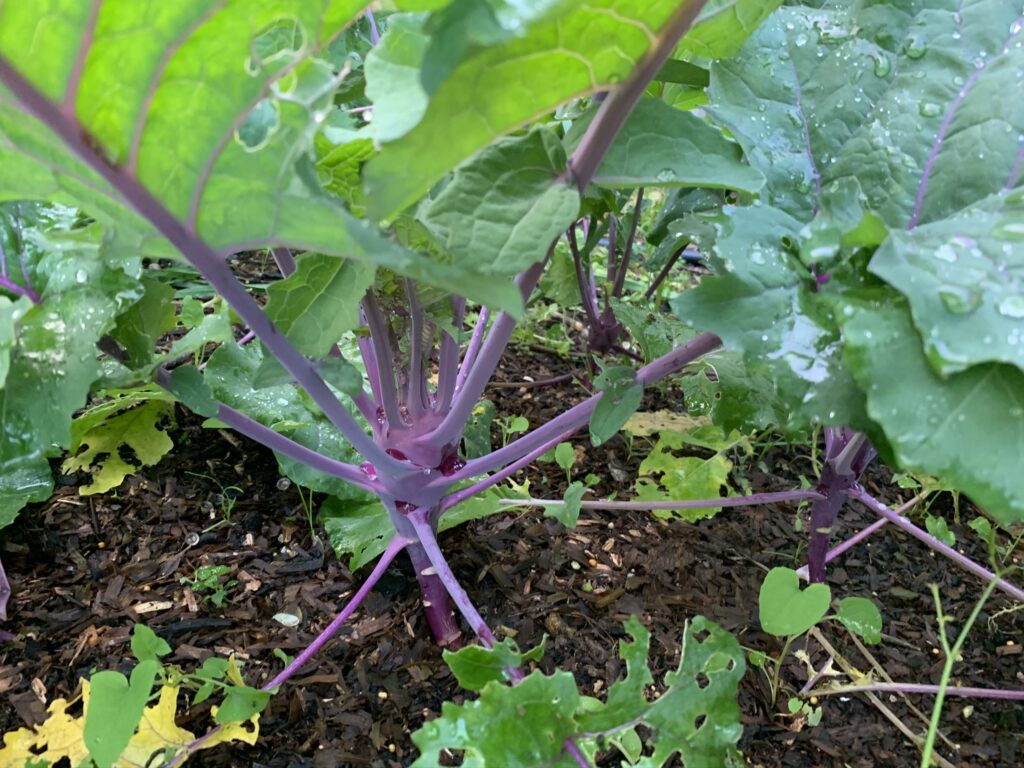 Purple Kohl rabi bulb starting to swell