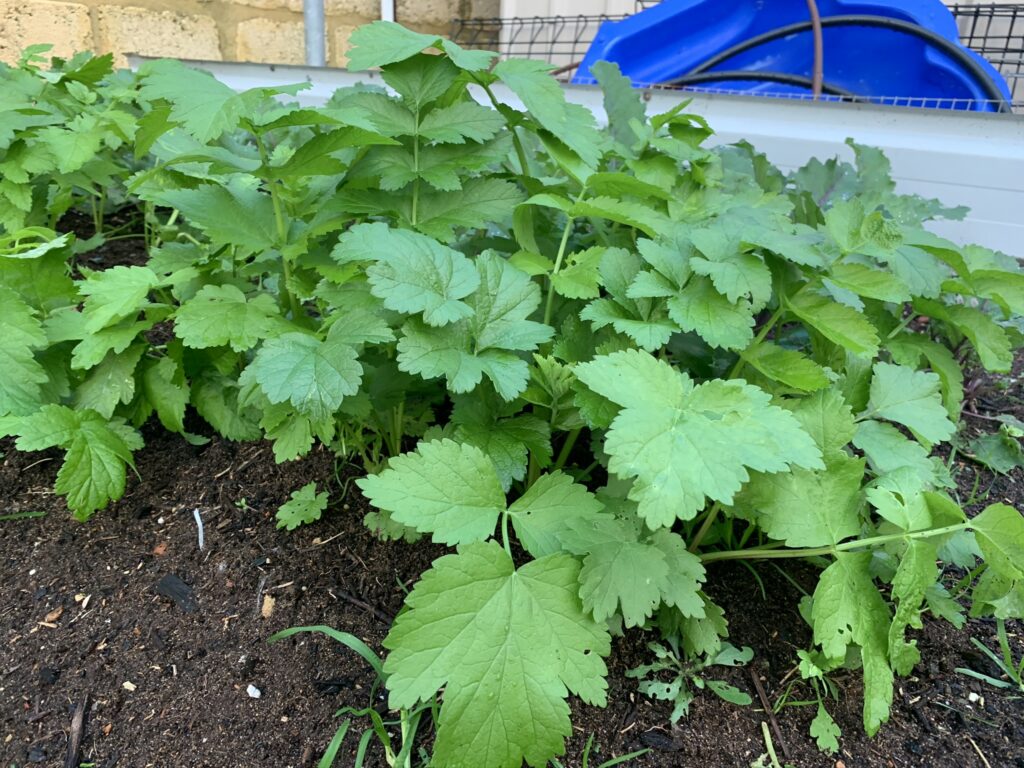 Hollow Crown Parsnip growing well