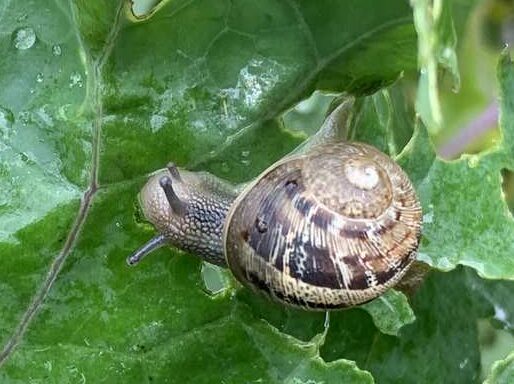 Common garden snail eating a brassica leaf