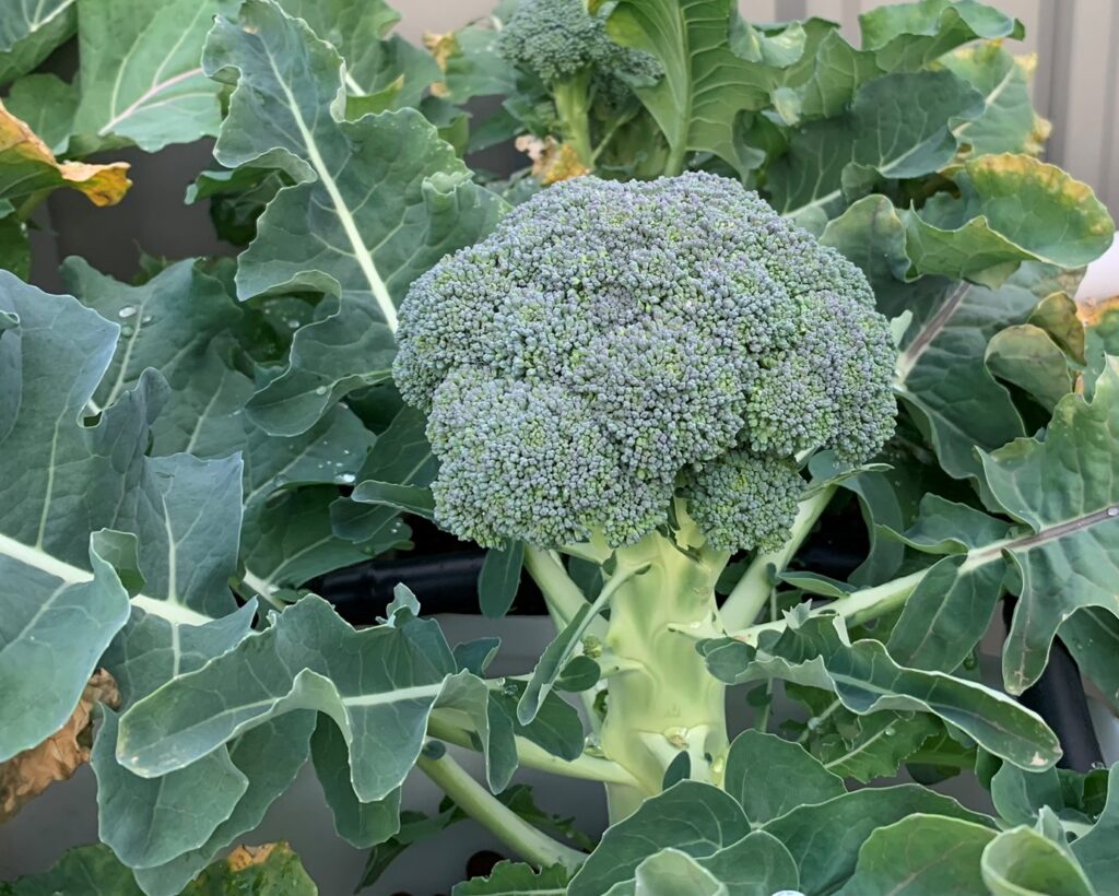 Di Cicco Broccolli head ready for harvesting