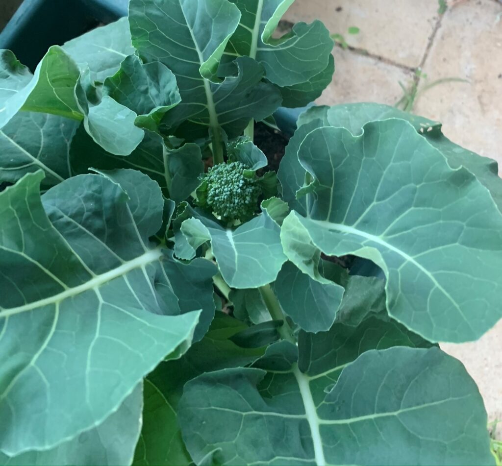 Di Cicco Broccollin in a pot
