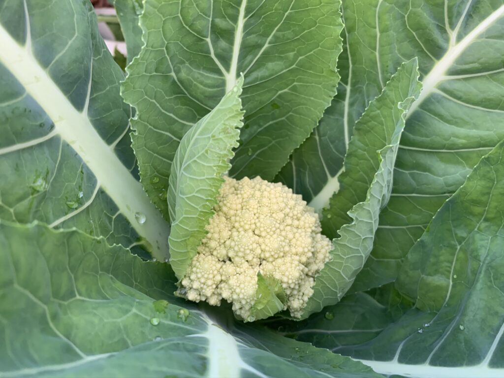 Romanesco Broccoli in the Aquaponics
