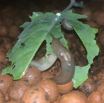 Slug eating a young kale plant
