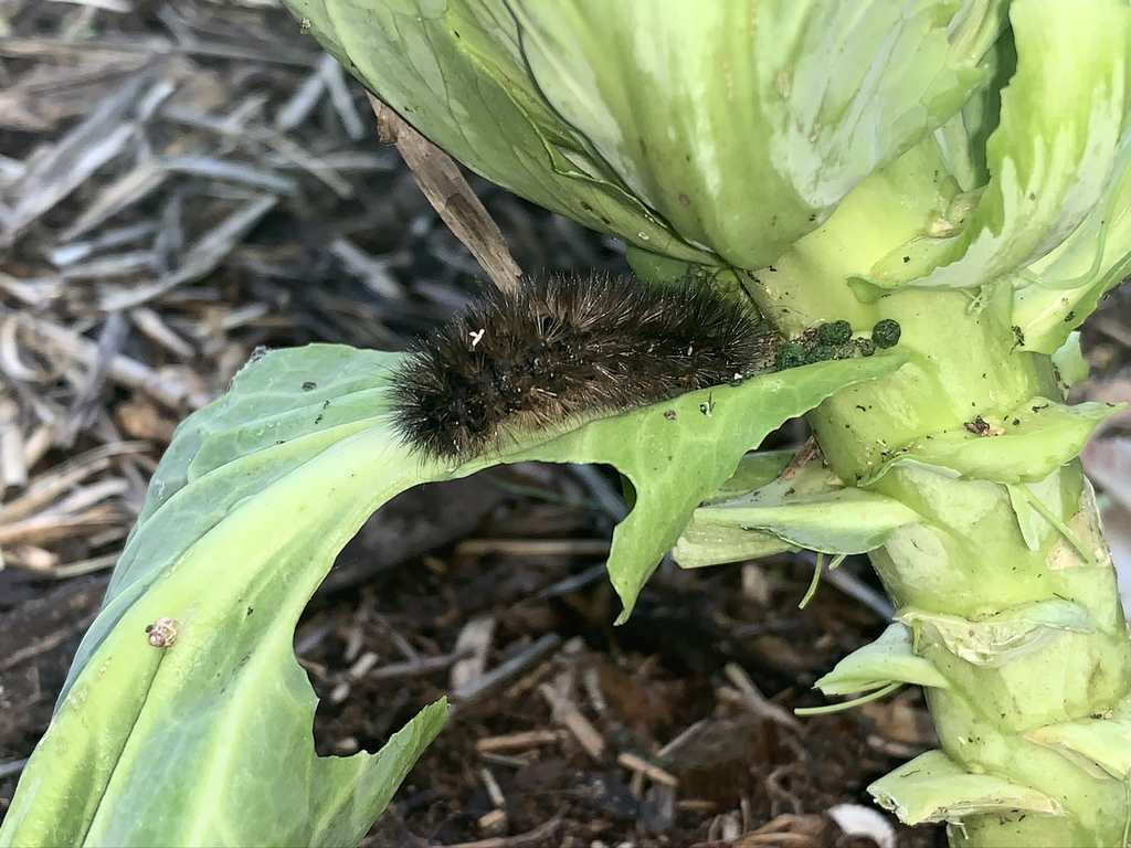 black hairy caterpillar on a cabbage leaf