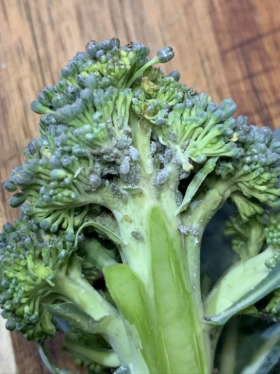 cabbage aphids on a broccoli head