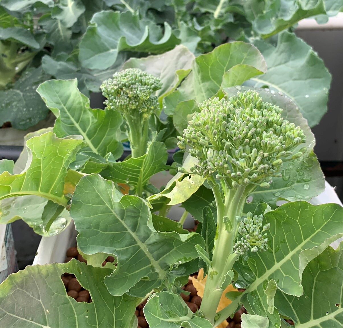 Baby Bunting Sprouting Broccoli