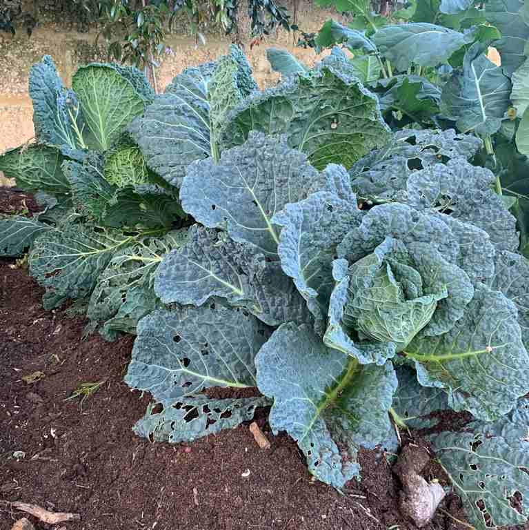 Organically Grown Savoy Cabbage