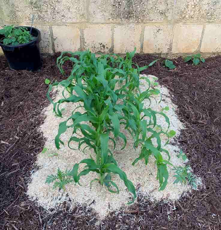 Chopped hay mulch on our vegetable bed