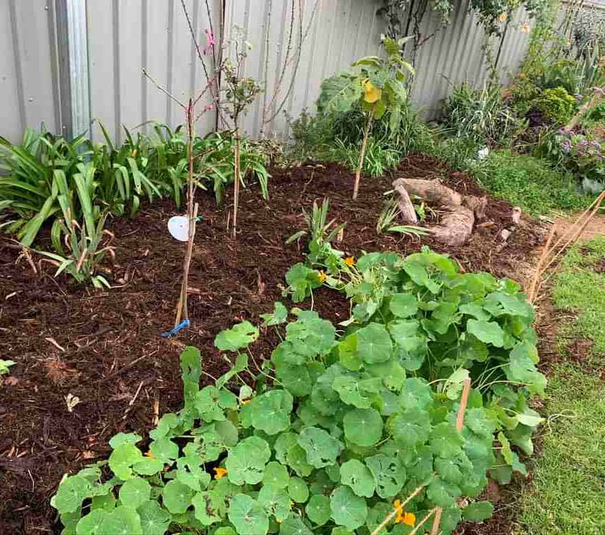 Our garden bed with green waste mulch