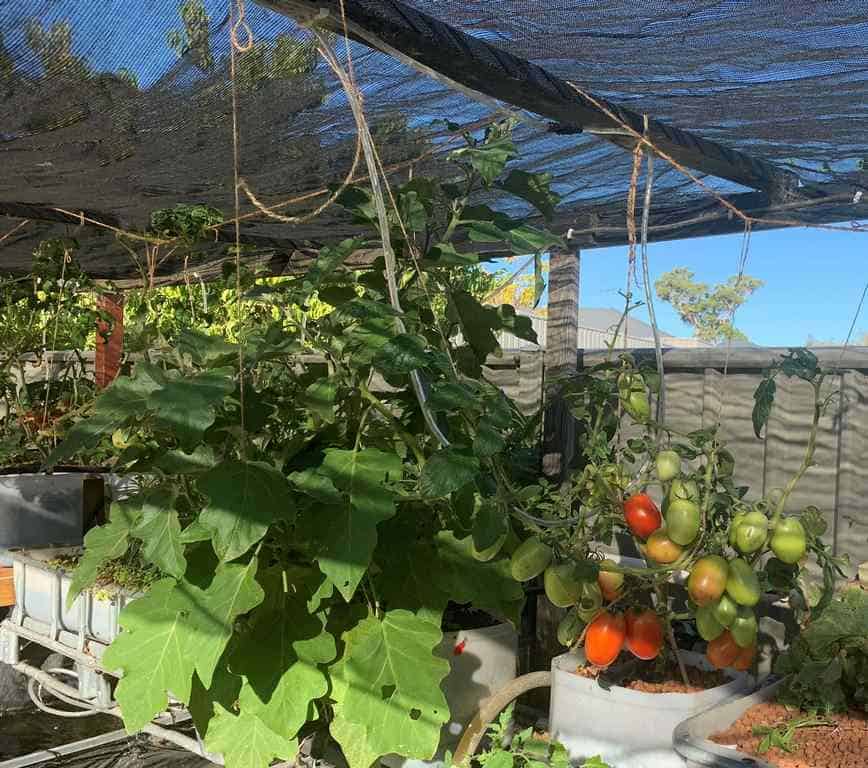 Shade cloth covering the aquaponics protecting it from the harsh summer sun