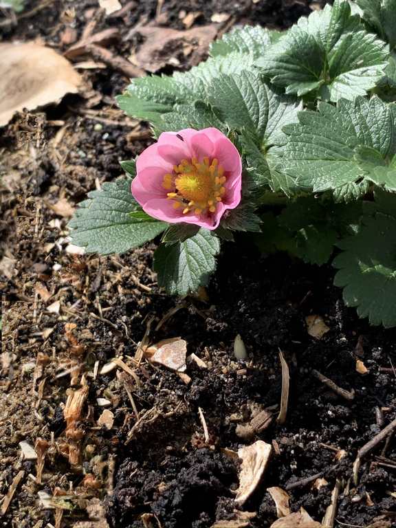 Strawberry plant with some fresh organic matter