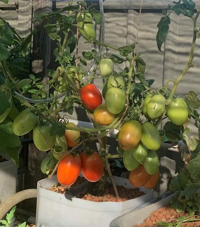A roma tomato loaded with tomatoes