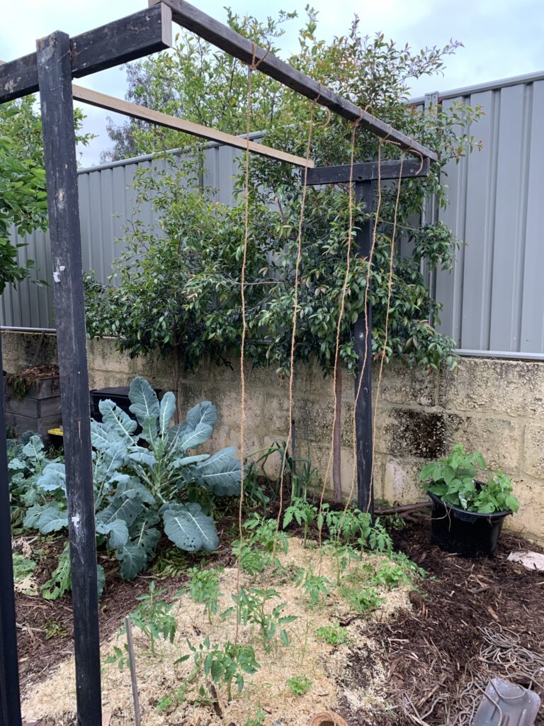 A support structure to hold the string line to grow tomatoes on