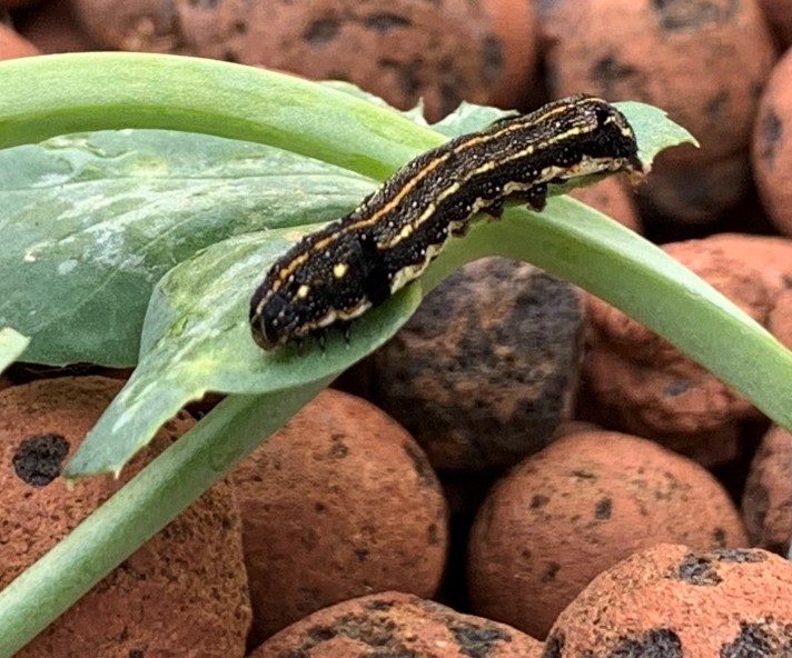 Caterpillars can ruin your tomato crops