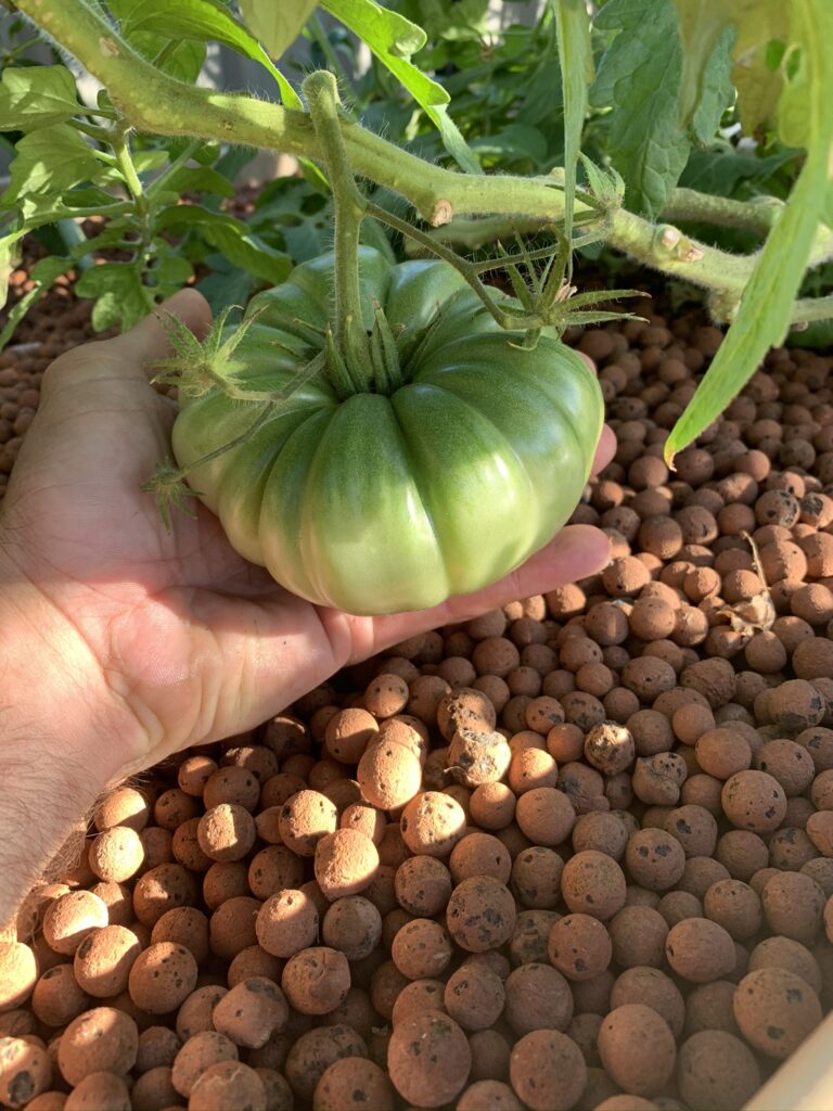 Growing that prized large beef steak tomato