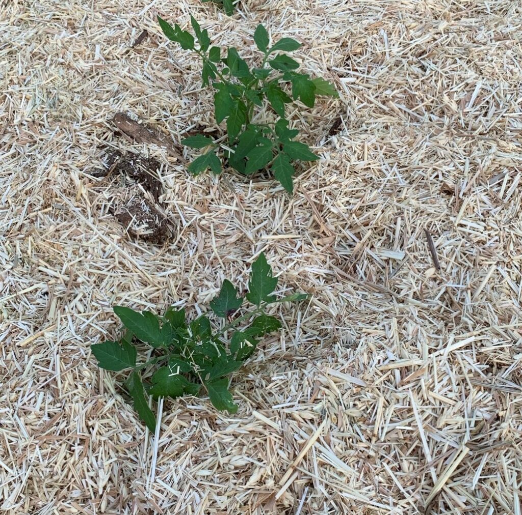 Makes sure to keep your tomatoes well mulched