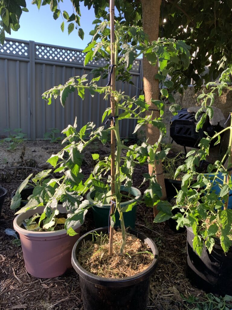 One of the easiest method of staking tomato