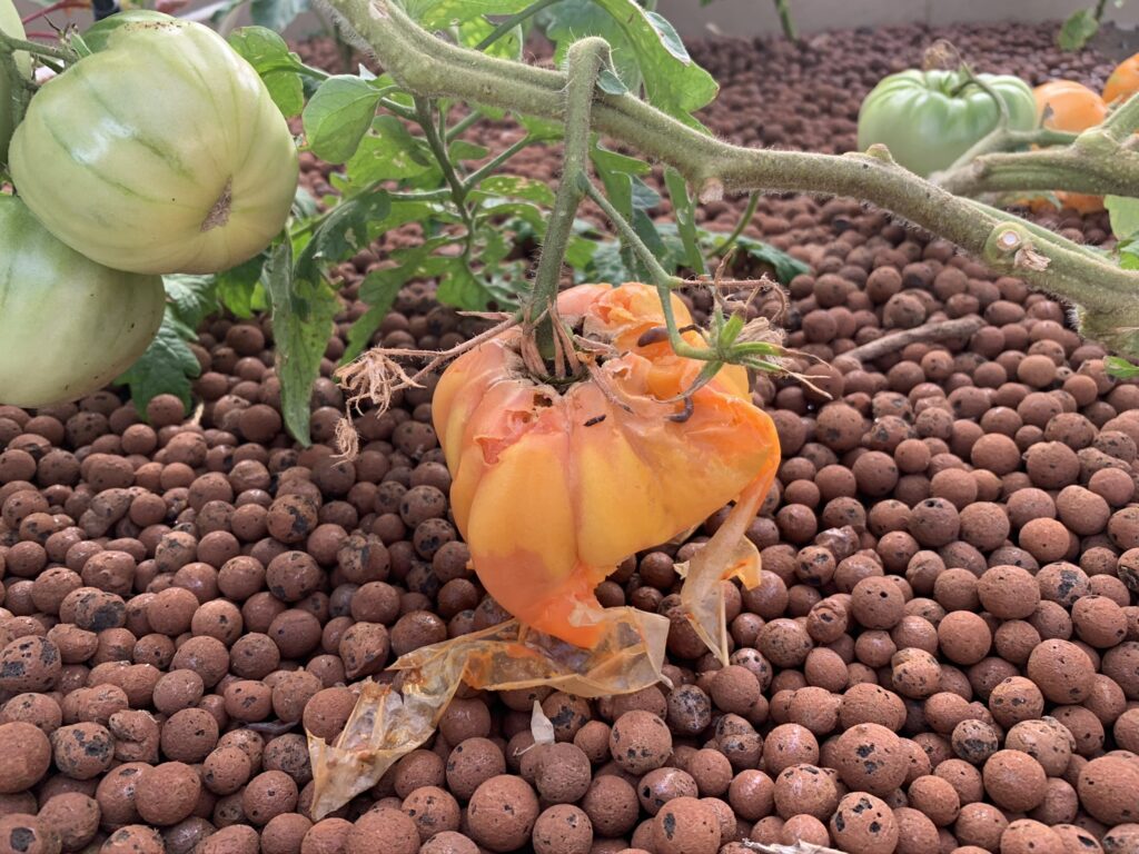 Rodents can destroy your tomato harvest