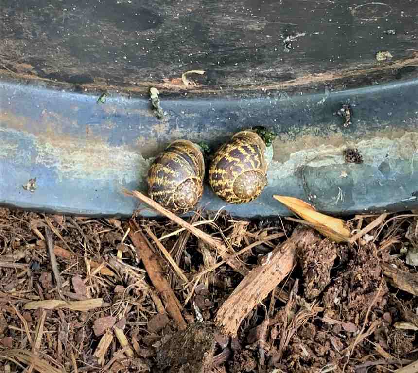 Snail under a pot saucer