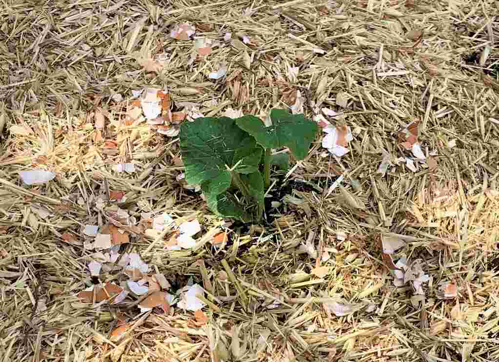 Spreading crushed egg shell around your seedlings is a good deterrent for snail and slugs