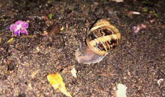 The common garden snail active at night