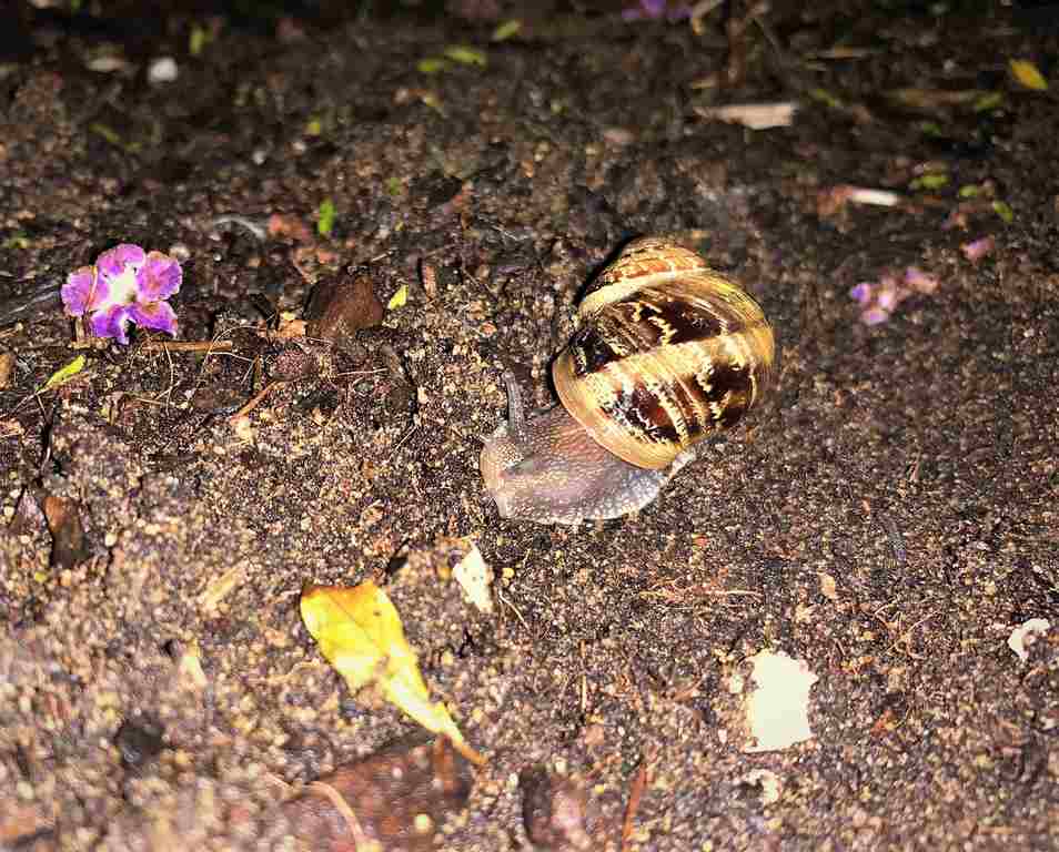 The common garden snail active at night