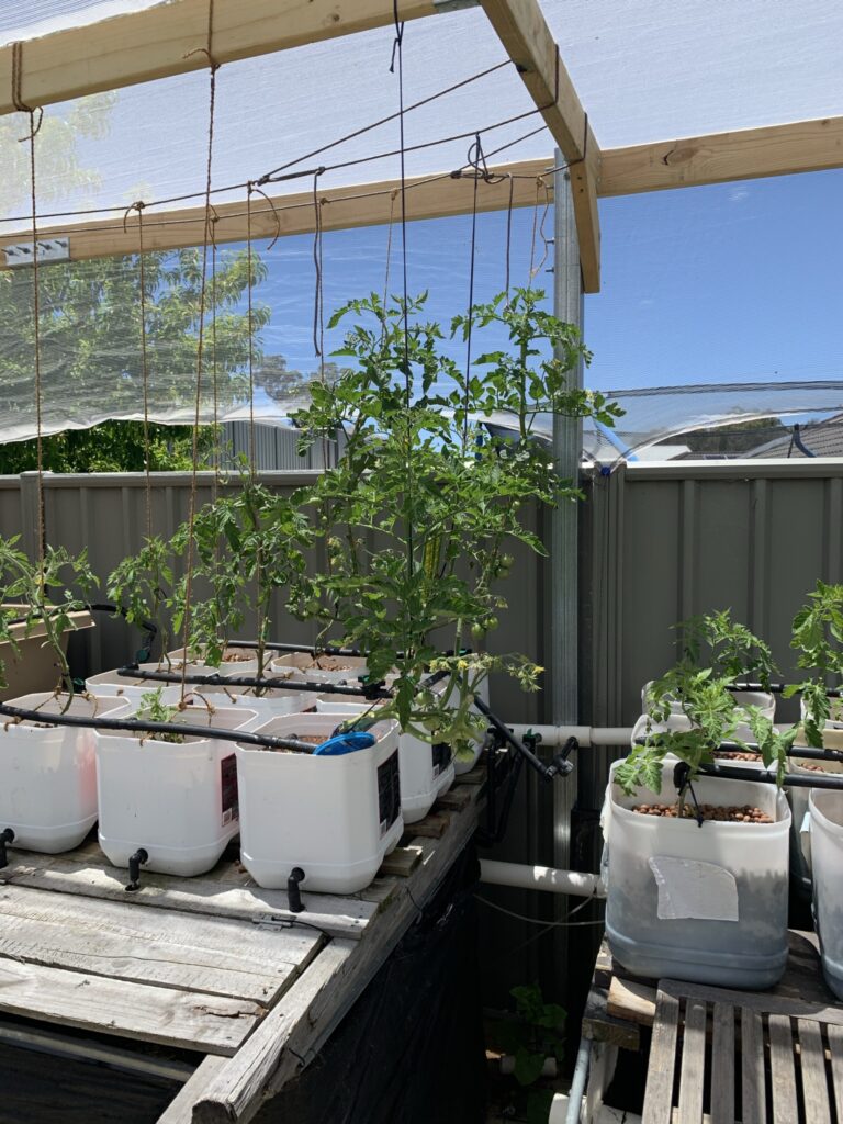 Tomatoes grown in the aquaponics supported on string line