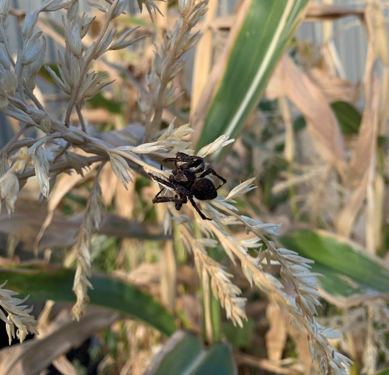 A garden spider living where it belongs in the garden