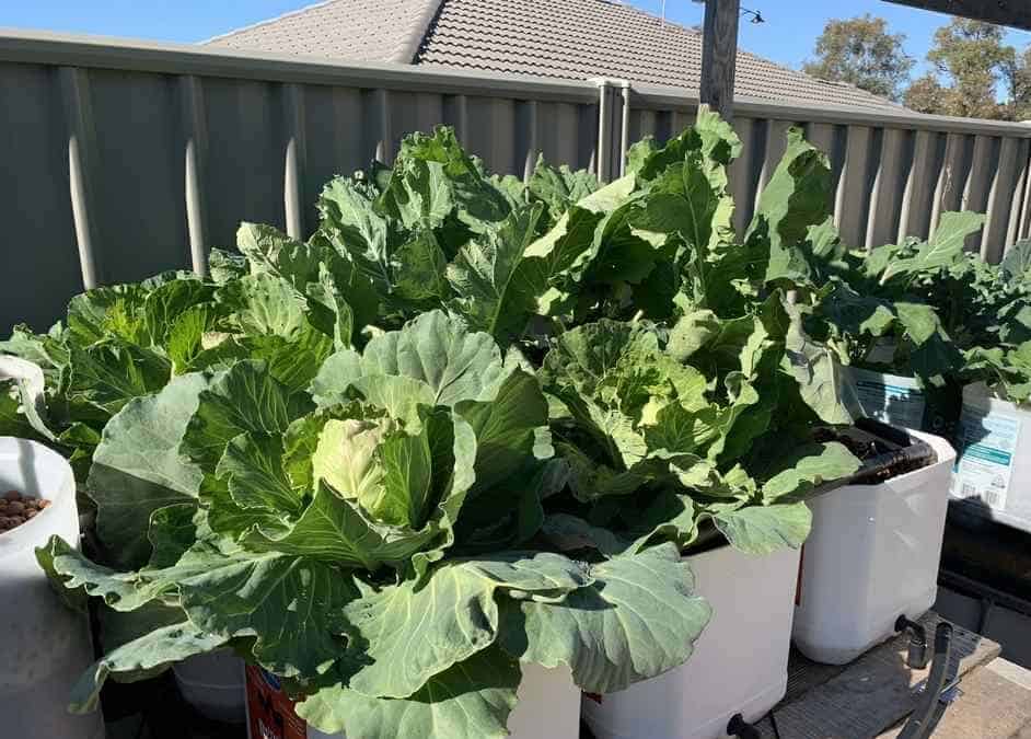 Cabbages and Broccoli growing in dutch buckets