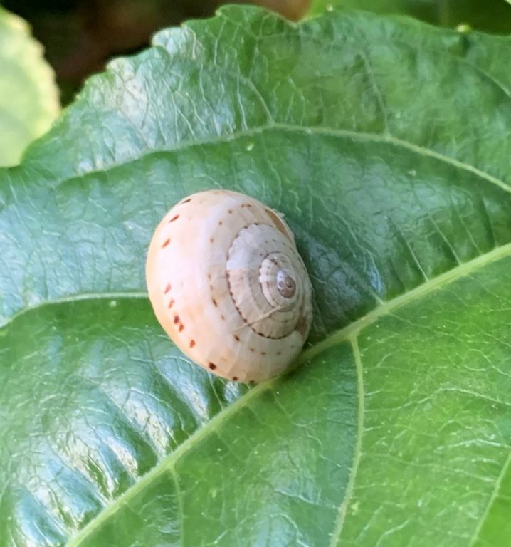 Get on top of these pesty snails