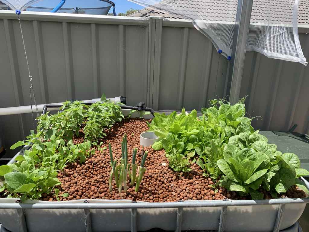 Growing leafy greens in the aquaponics