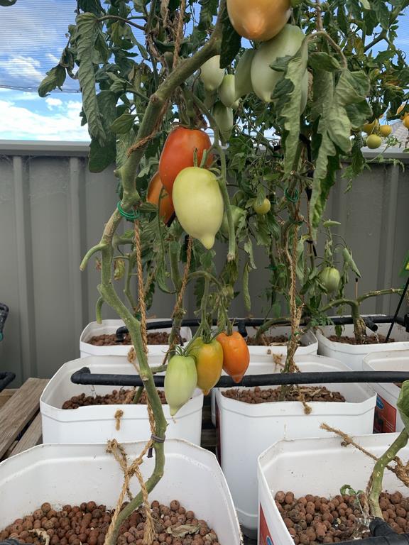 Growing tomatoes in dutch buckets in the aquaponics