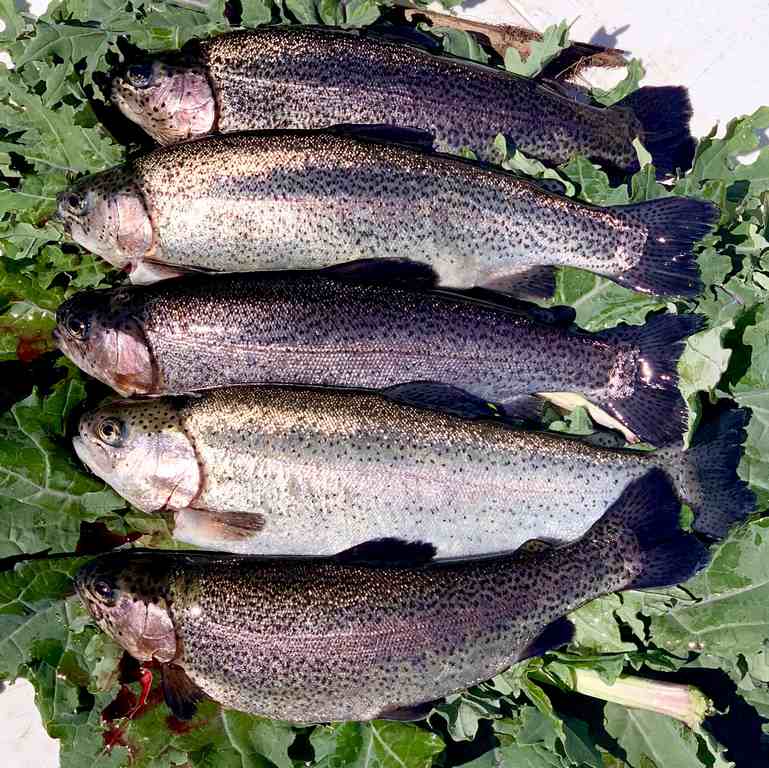 Rainbow trout in the Aquaponics