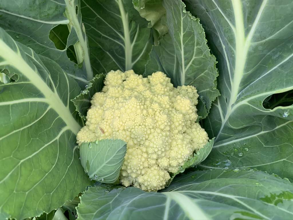 Romanesco Broccoli was a great addition to our greens
