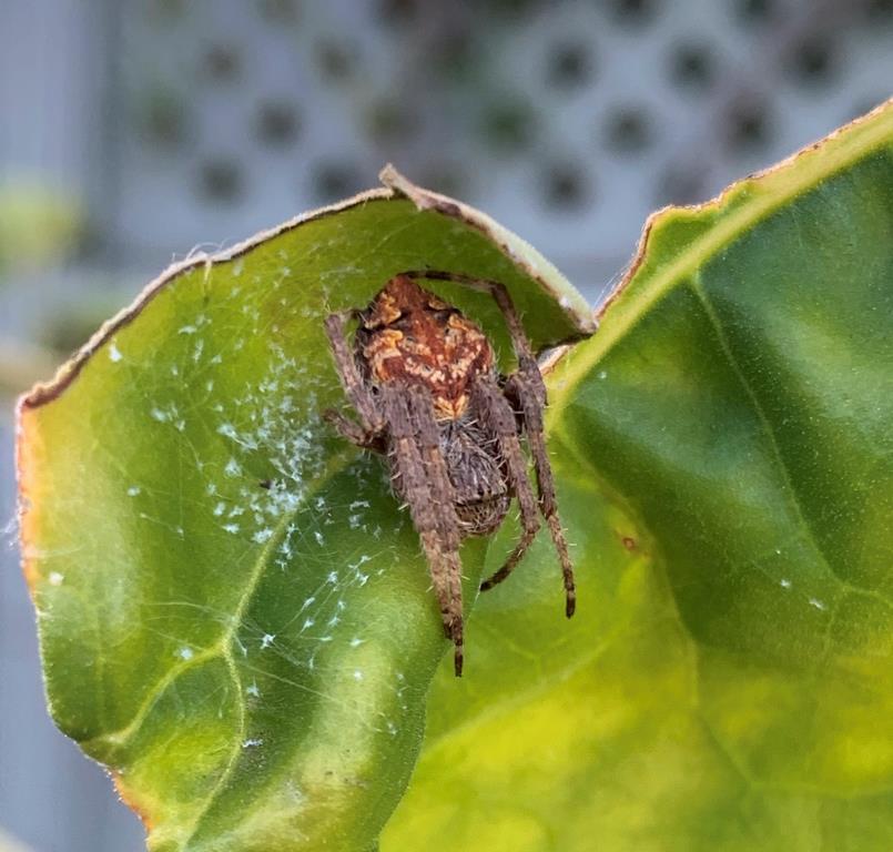 The common garden spider on a tamarillo leaf
