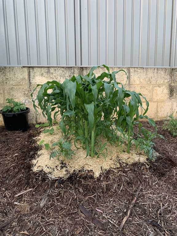 The three sister grown in a core garden bed