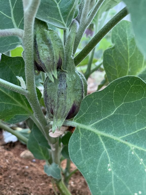 We grew eggplant for the first time in 2020