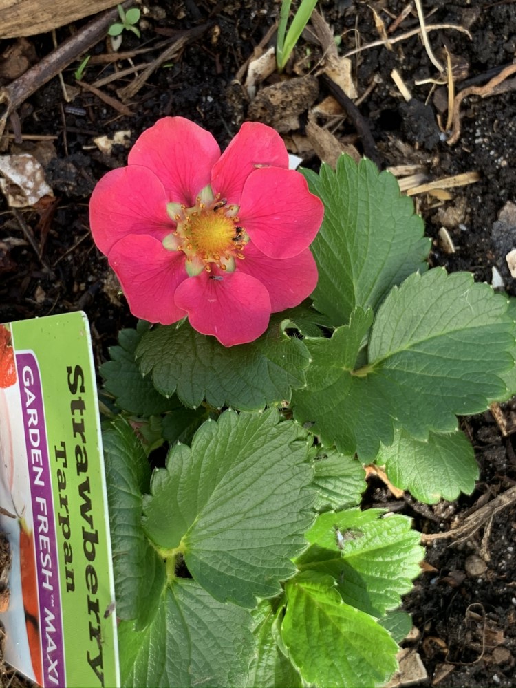 A bright pink Strawberry flowering brighten our day