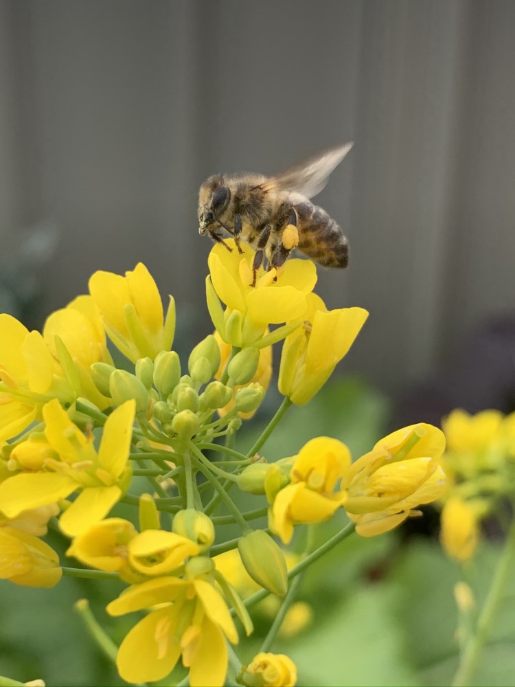 Look for things to brighten your, like this bee working away