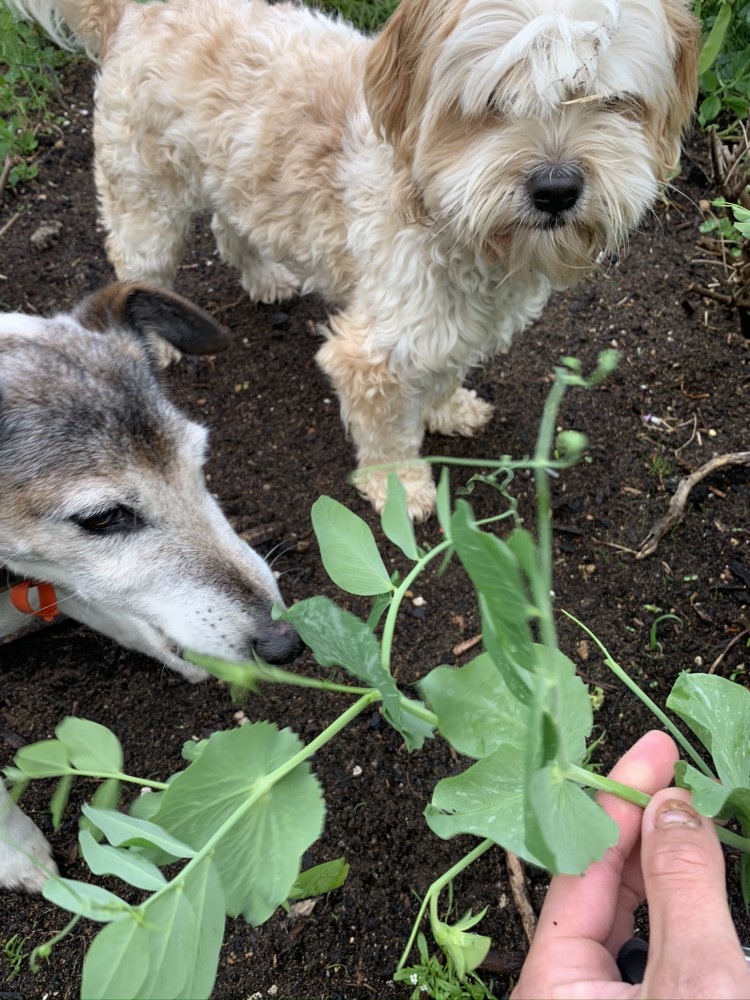 Remember to just enjoy your garden and share it with others