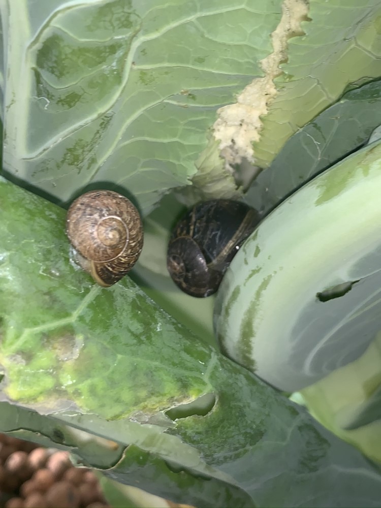 one of the most annoying pest in our garden Snails