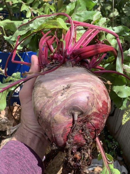Once the heat arrives beetroot can get large very quickly, this one weighed in at 1250 grams